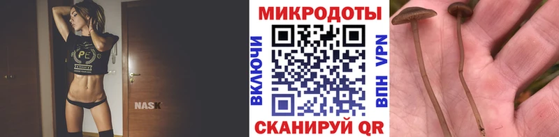 Псилоцибиновые грибы Psilocybe  ОМГ ОМГ сайт  Горно-Алтайск 